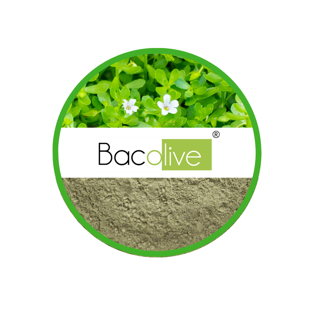Bacopa monnieri, the source of Bacolive Bacopa Extract