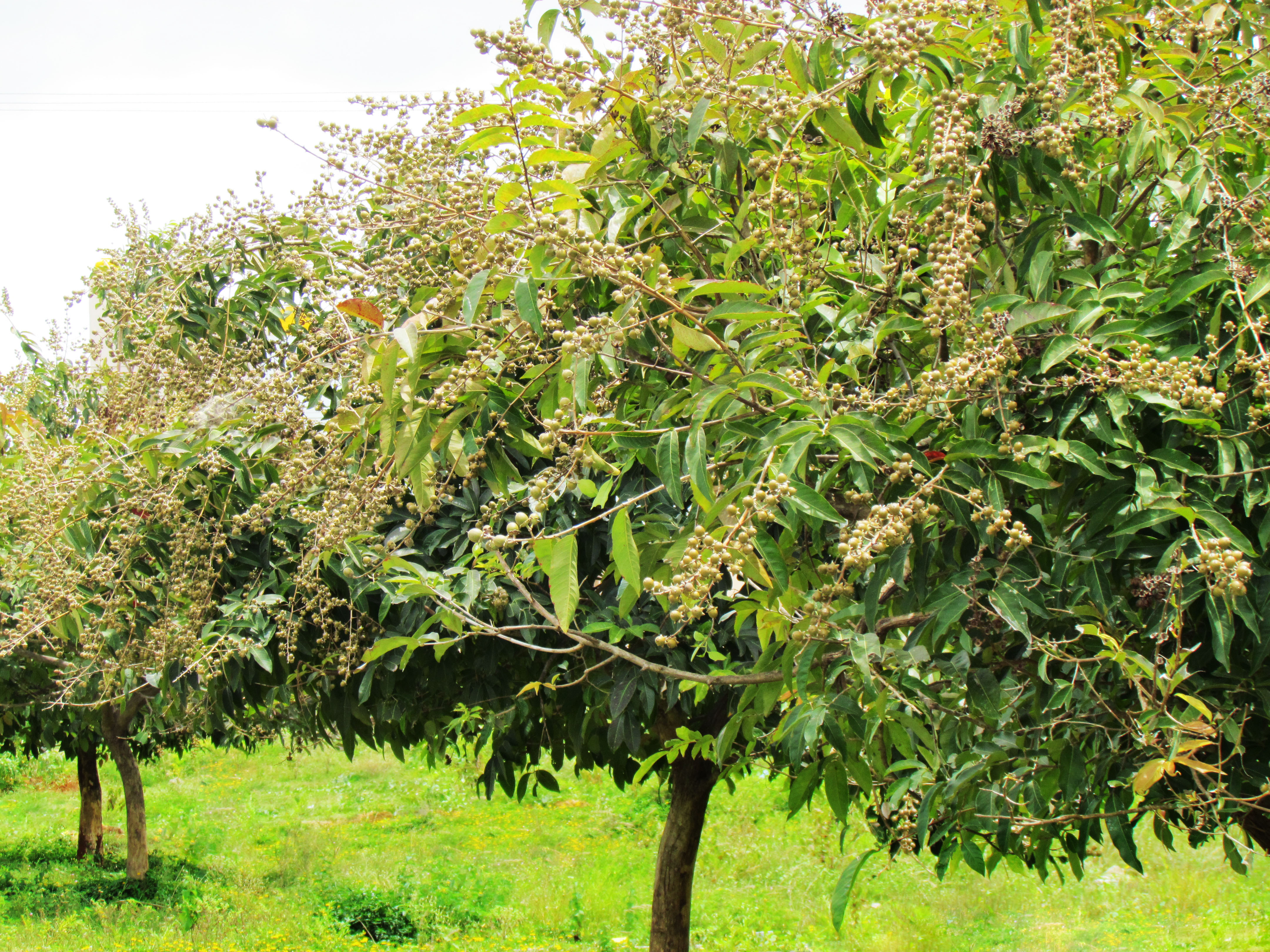 Banaba Cultivation