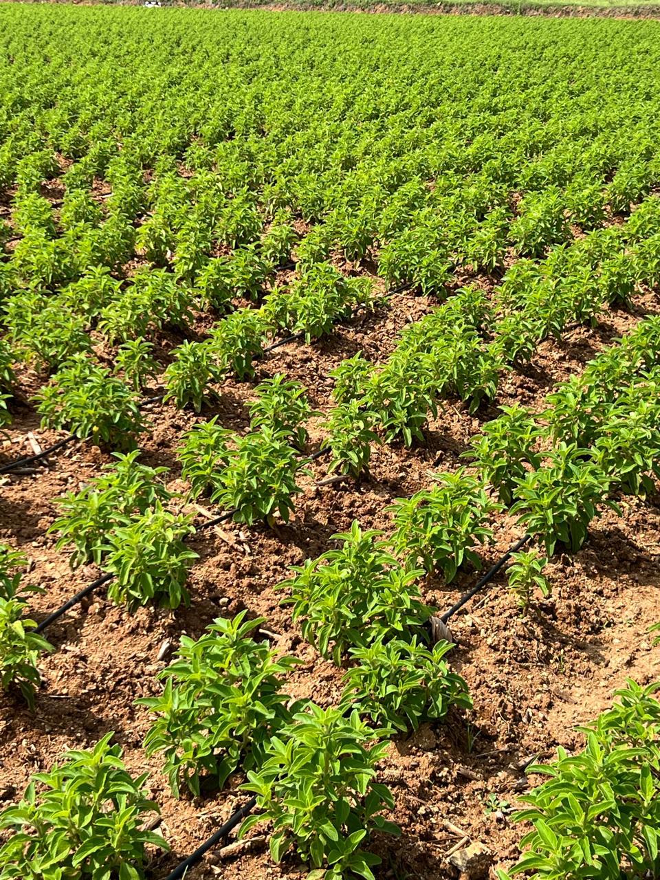 Coleus Cultivation