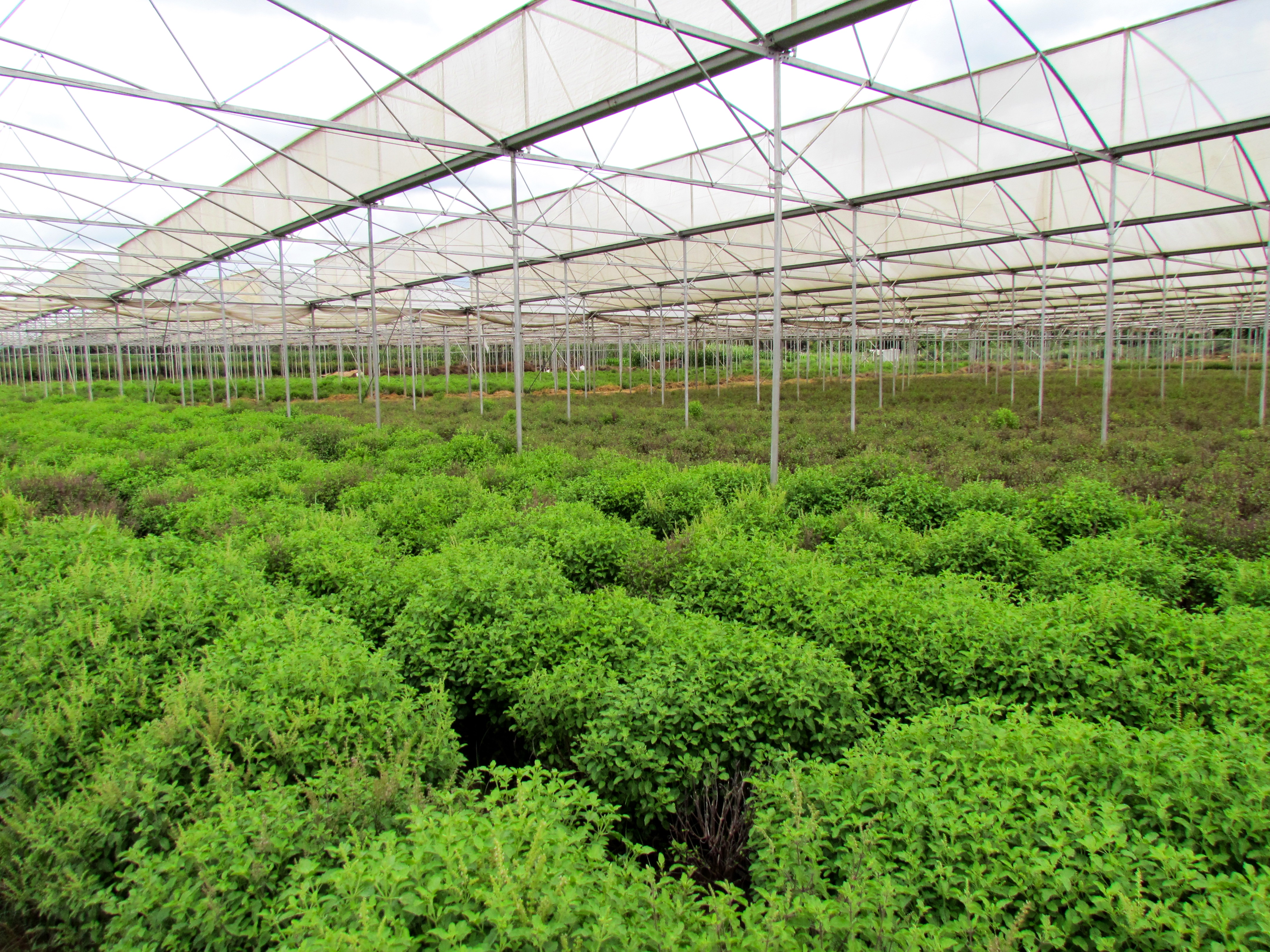 Holy Basil Cultivation
