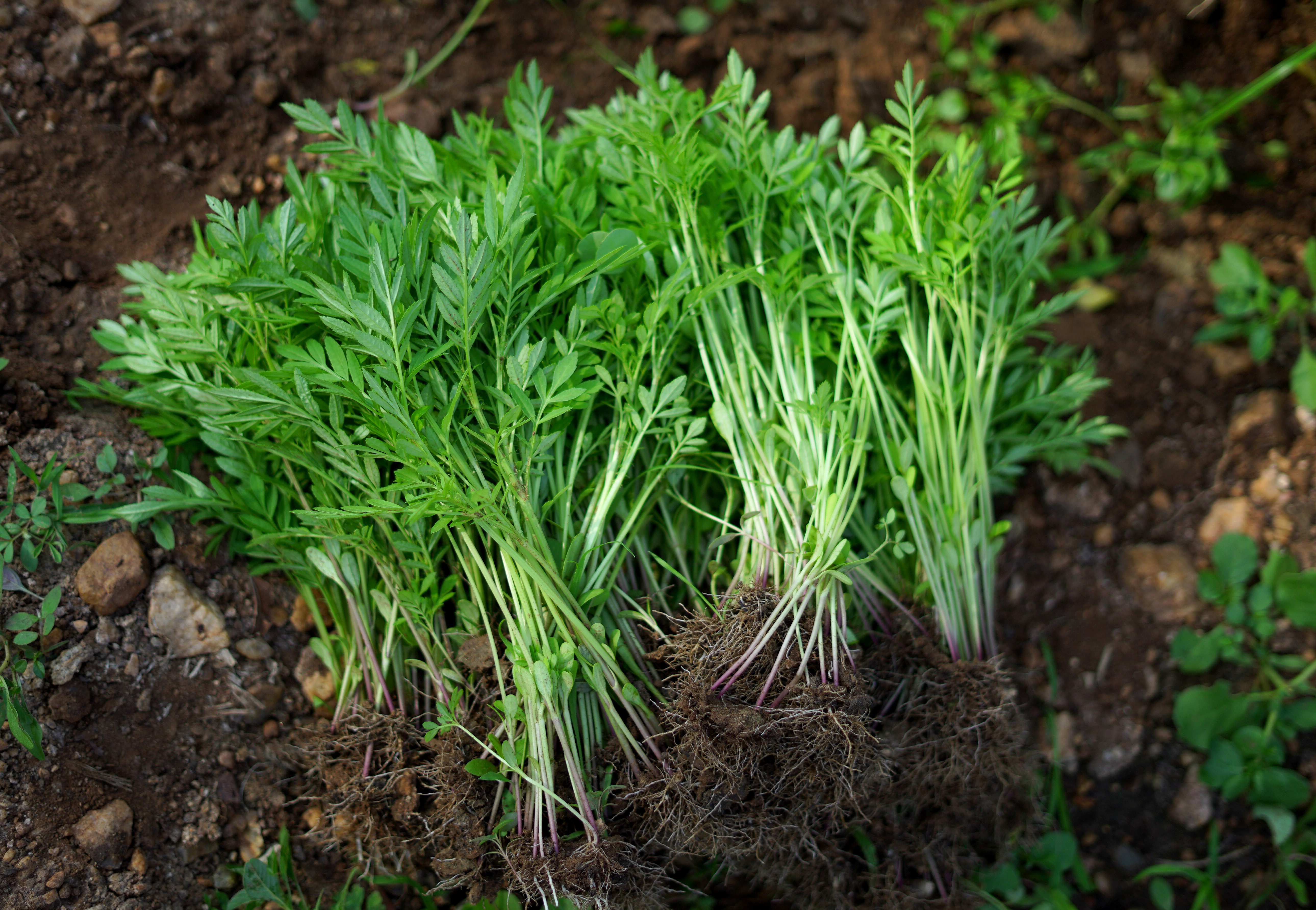 Sustainable Marigold Cultivation