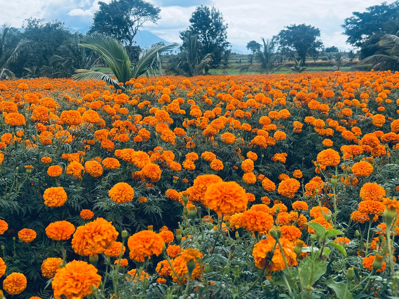 Marigold Cultivation