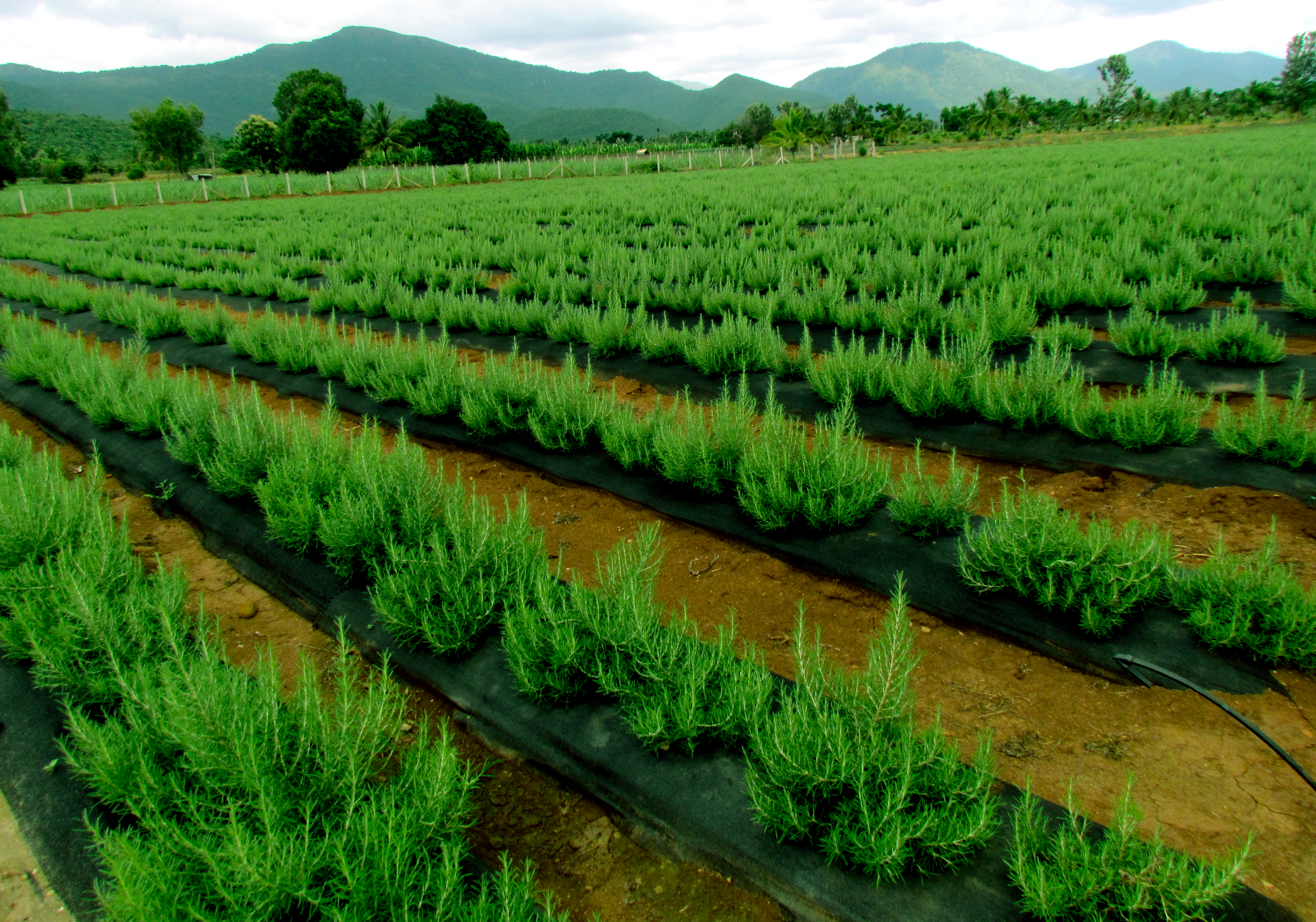 Rosemary Cultivation