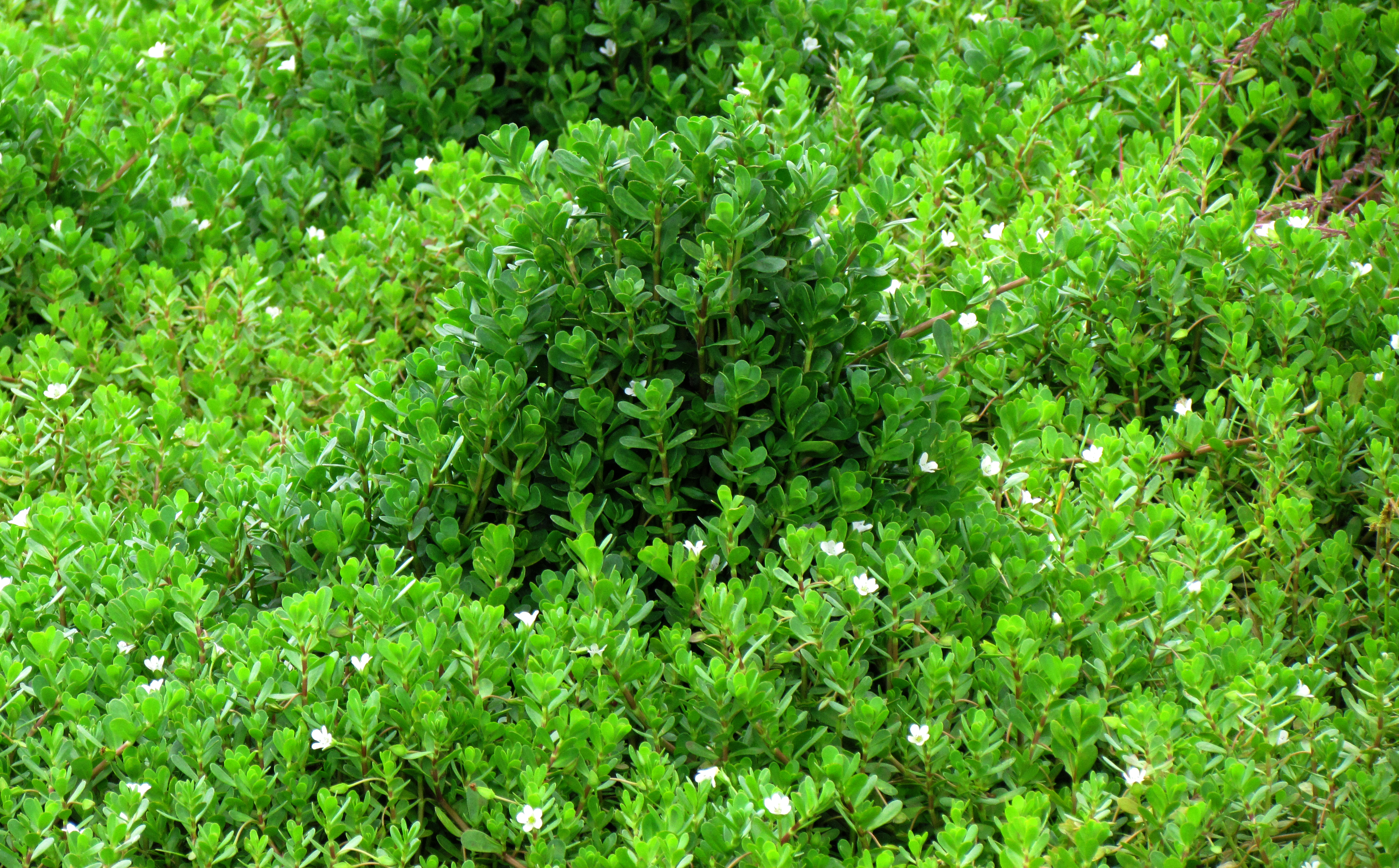 Bacopa Cultivation