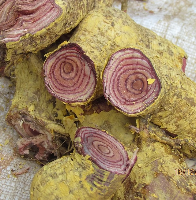 Salacia reticulata, the source of Salcital extract